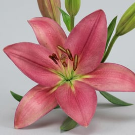 Asiatic Lily