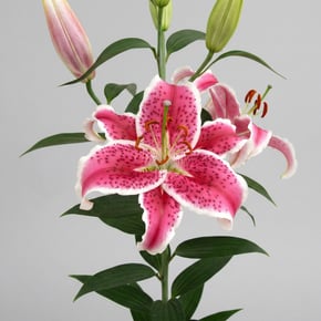 Stargazer Lily